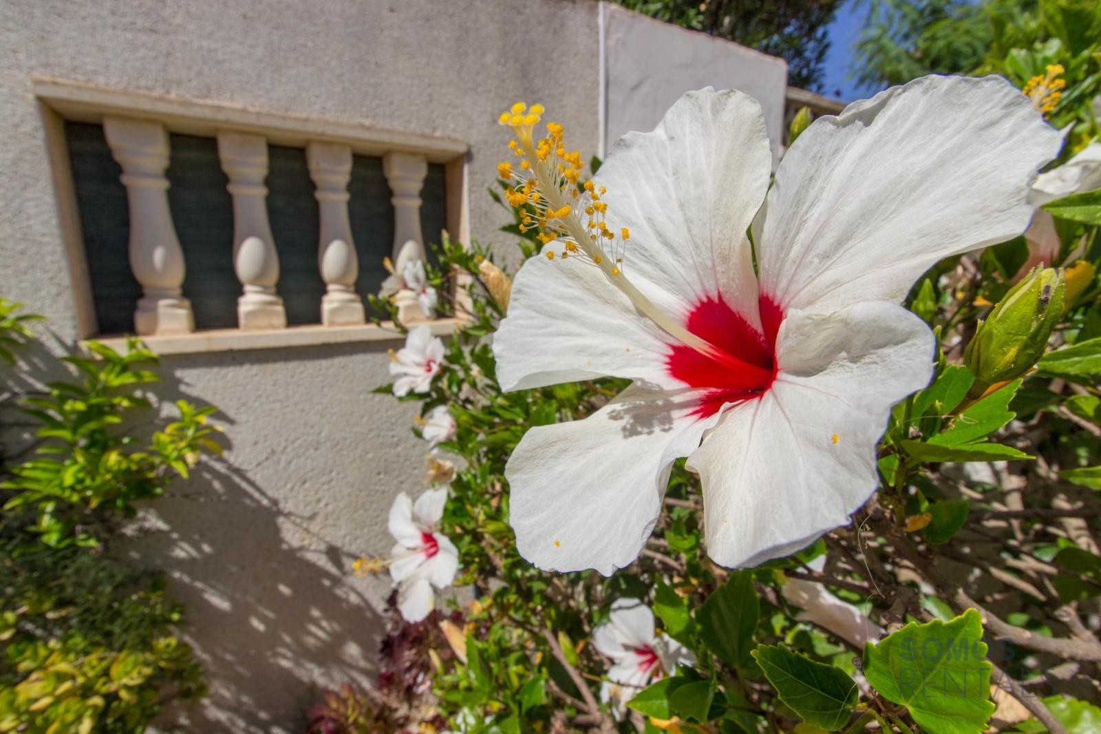 Villa Pedro, Urb La Marina — fotografía 32